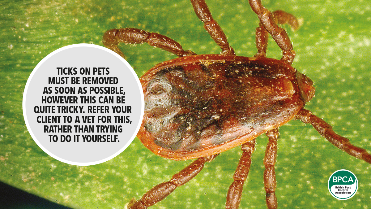 what-ticking-off-your-dog-pestwatch-bpca5 what-ticking-off-your-dog-pestwatch-bpca5